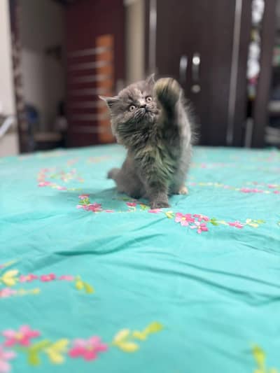 Persian good breed kittens avail. WhatsAp=03103699468