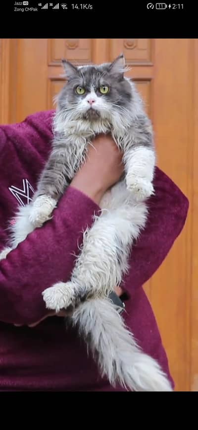 female cat - tripple cote - persion cat - cat for sale