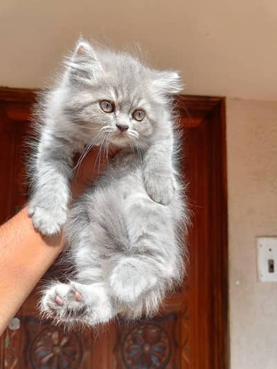 Persian good breed kittens avail. WhatsAp=03103699468