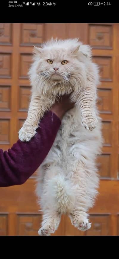 male cat - tripple cote - persion cat - cat for sale