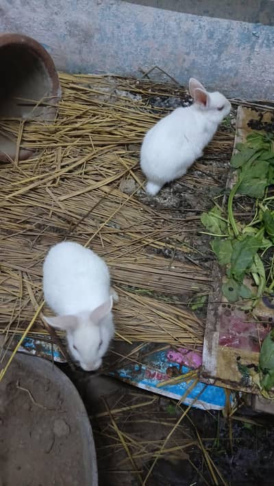 male female call me for rabbits in 3004315816