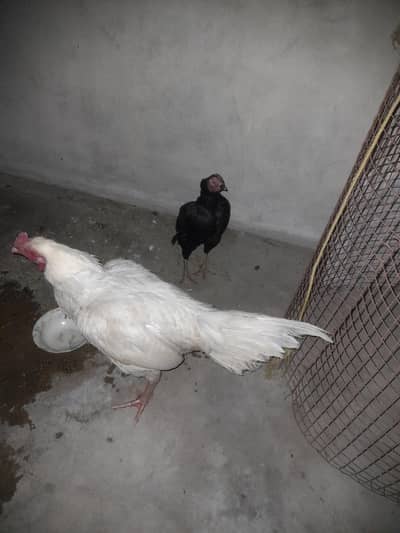 Papper White Heera Muskhi Hen