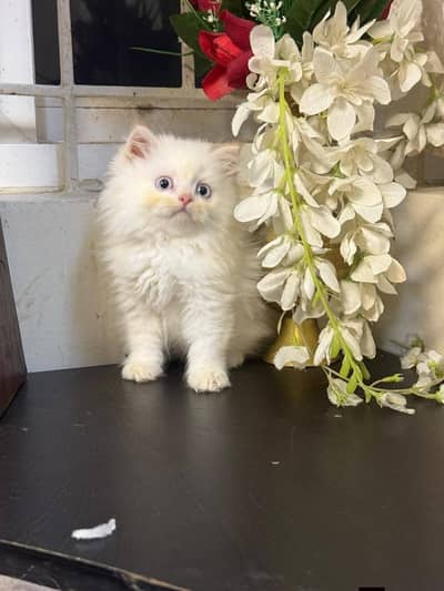 Persian good breed kittens avail. WhatsAp=03103699468