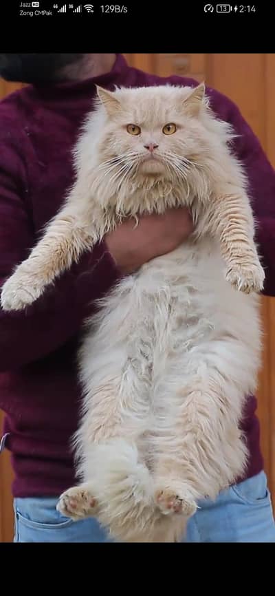 male cat - tripple cote - persion cat - cat for sale
