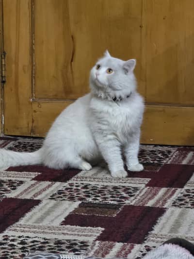 cat urgent sell exchange train bath 3reple coate white