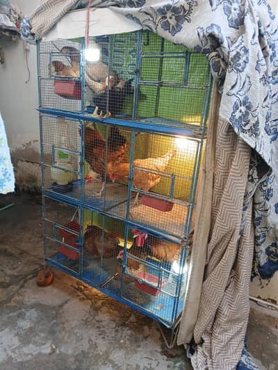 Strong Pinjra for sale