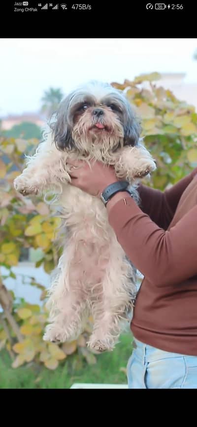 Dog - Male Dog -  Dog for sale