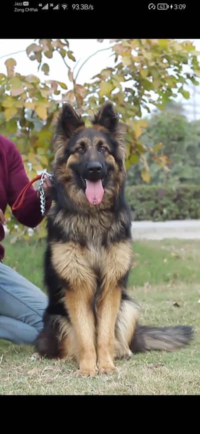 German Shepherd Dog - Dog for Sale