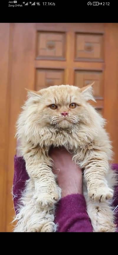 male cat - tripple cote - persion cat - cat for sale