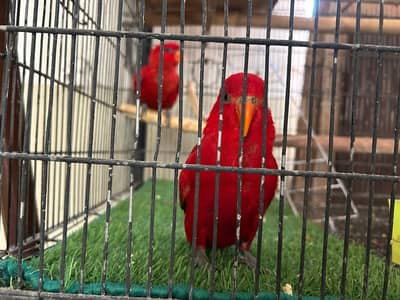 Beautifull parrots with colony cage