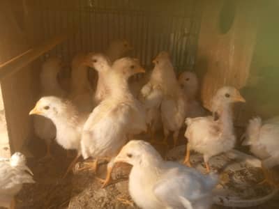 Layer Chicks Are Available For Sale Healthy And Active Chicks