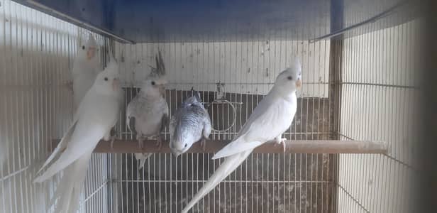 Cockatiel eno red (M) Pearl charcoal (F) Breeding pair