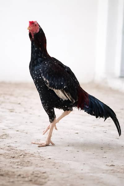 aseel mianwali Hai 8 months ka Hai .