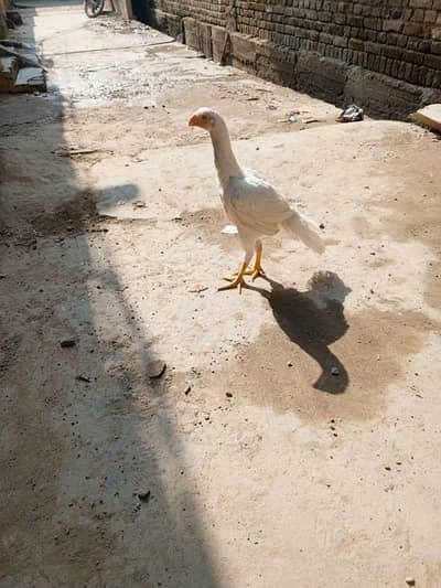 Parrot BEAK| Parrot beak/ murga| Long Tail / pure aseel aseel/pure