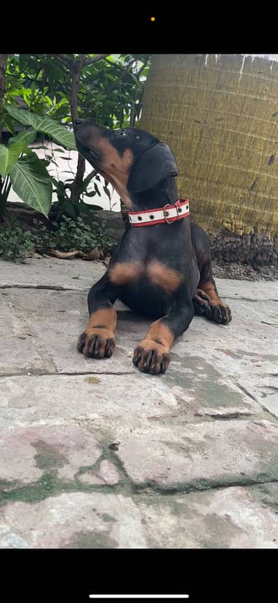 Doberman Pinscher pupps