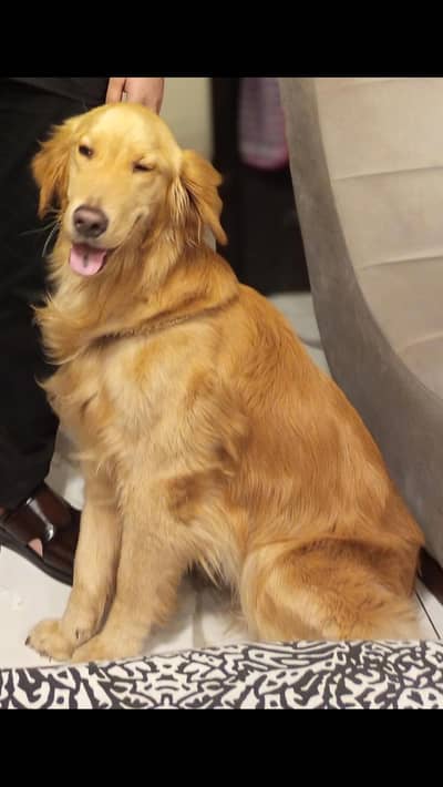 Golden retriever for mating