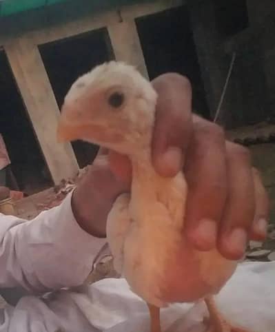 Parrot beak aseel Available 03430047561