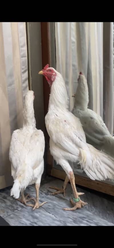 White Shamo | Heera Aseel | Chicks for sale