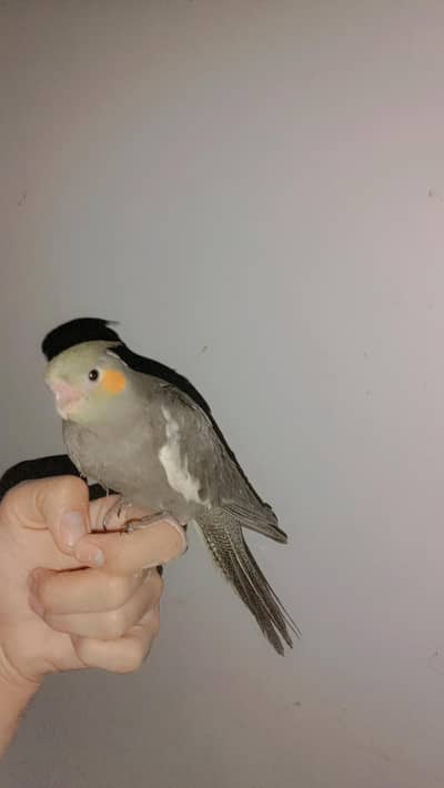 3 Hand Tame friendly Coctails Grey