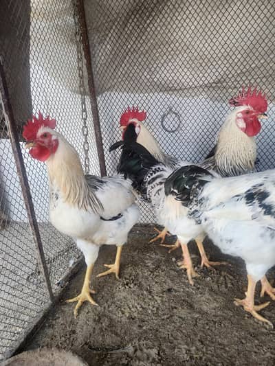 3 sussex males and 1 Sebright Pair