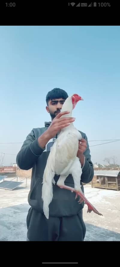 Heera quality birds available
