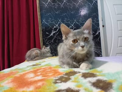 Domestic Longhair (Persian Mix)