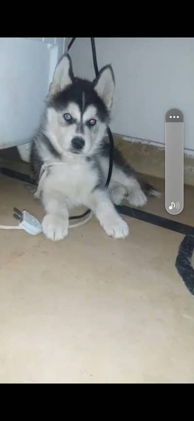 dark blue-eyes husky Female
