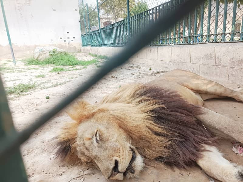 4 Marla plot available on Installments. 7