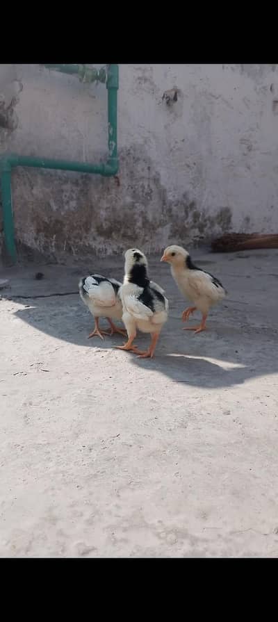 burmi panus pakoya chicks