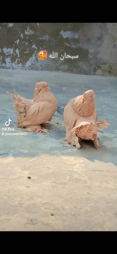 Yellow American breeder pair