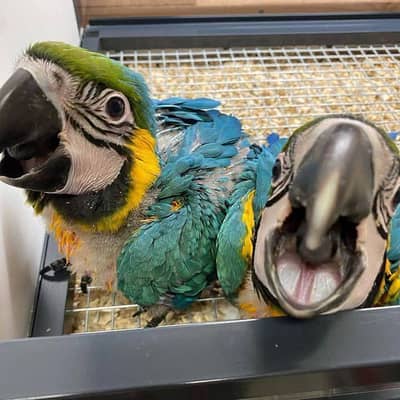 blue and gold macaw chicks