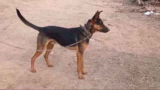 Alsation. male. guard dog. security dog