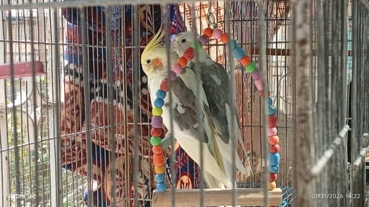 healthy breeding cockatiel pair