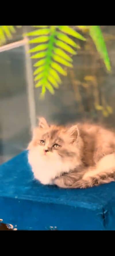 pure persian cats vaccinated triple coated WhatsApp 03317823482