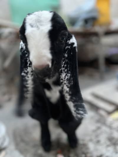 Nawab shah nasal kamori