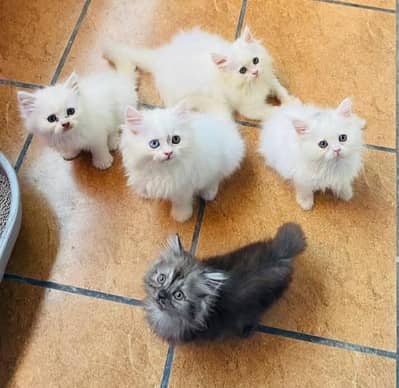 Show quality pure Persian and hamalayan triple coated kittens for sale