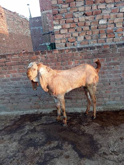 2 dant breeder Bakra 03294522441 is number par rabta kary