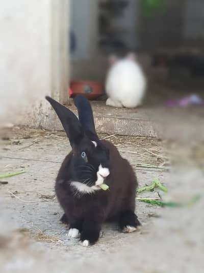 Newzealand black breeder pair veinna gene blue eyes