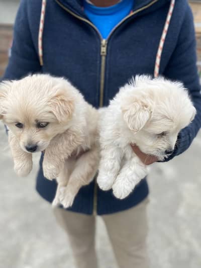 Russian Puppies long coat