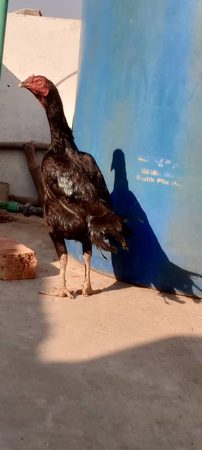 Nawab Waly Kalay Mushka Aseel Madi /Murgi Full Long Height