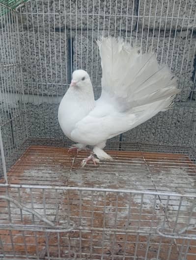 indian fantial pegion