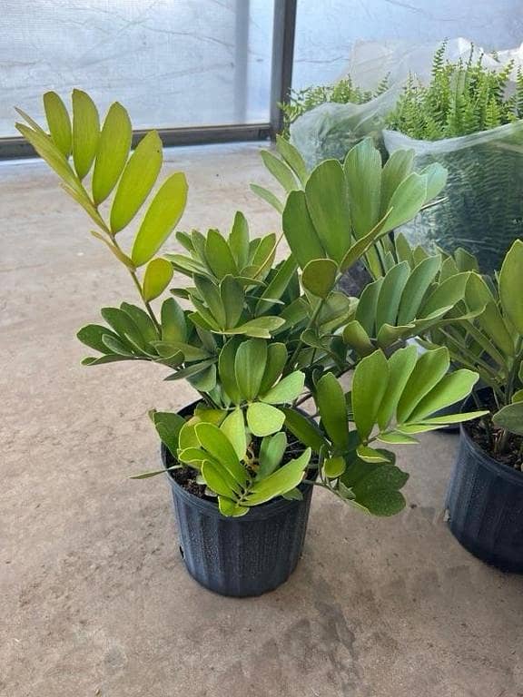 Zamia palm | cardboard plant with pot | indoor plant