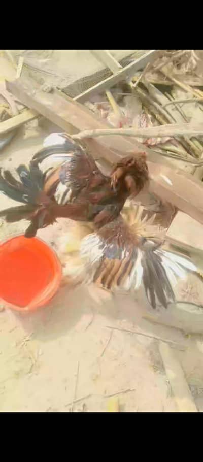 aseel fresh young pathy desi murgya