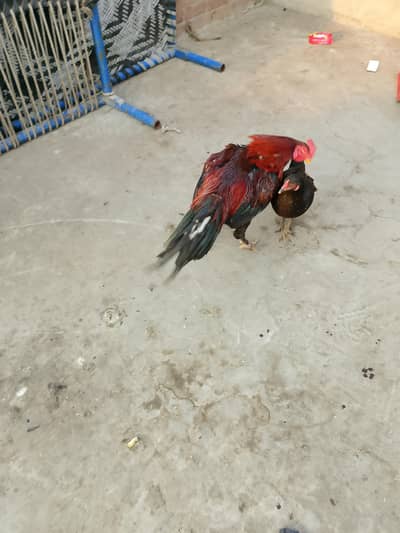 aseel permoze murgha