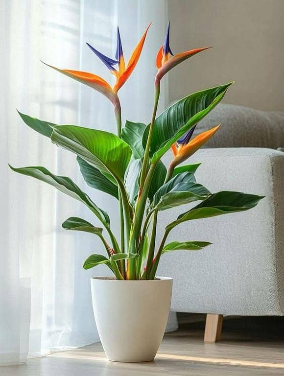 Live bird of paradise plant | office plant | indoor plnat | real plant | plant parlour