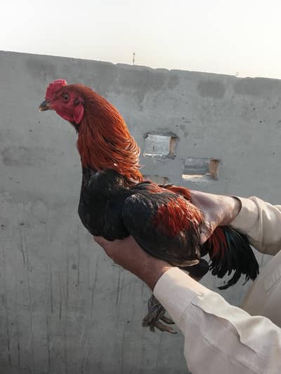 Pure Thai Pokaye Pathy