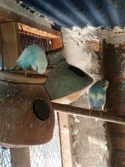 budgies pairs and hogoromo