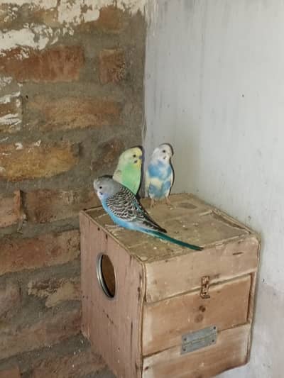 budgies pairs and hogoromo