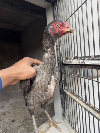 Aseel pair / Aseel murga / Aseel patha /aseel pathi /thai pair aseel