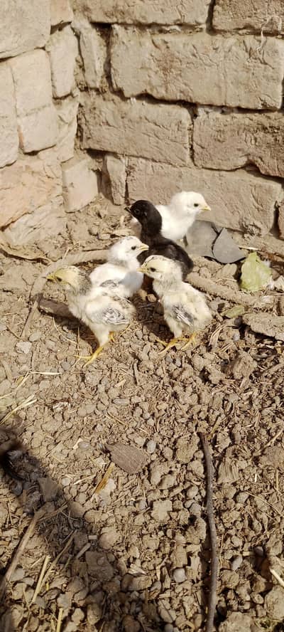 Aseel Chicks For Sale